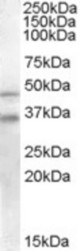 Antibody staining (0.2 ug/ml) of Human Placenta lysate (RIPA buffer, 30 ug total protein per lane). Primary incubated for 1 hour. Detected by Western blot of chemiluminescence.