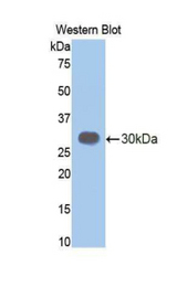 Western blot of recombinant CELA3B / ELA3B.