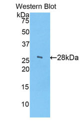 Western blot of recombinant CELA3B / ELA3B.