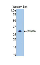 Western blot of recombinant CELA3B / ELA3B.