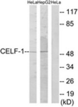 Western blot of extracts from HeLa/HepG2 cells, using CELF-1 Antibody. The lane on the right is treated with the synthesized peptide.