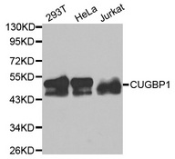 Western blot analysis of extracts of various cell lines, using CELF1 antibody.