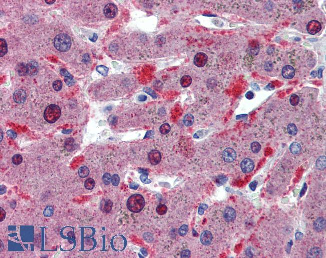 Anti-CELF1 / CUGBP1 antibody IHC of human liver. Immunohistochemistry of formalin-fixed, paraffin-embedded tissue after heat-induced antigen retrieval. Antibody LS-B5702 concentration 5 ug/ml.