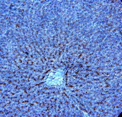 IHC of ADIPOR1 / Adiponectin Receptor antibody LS-C83992. Formalin-fixed, paraffin-embedded human liver.