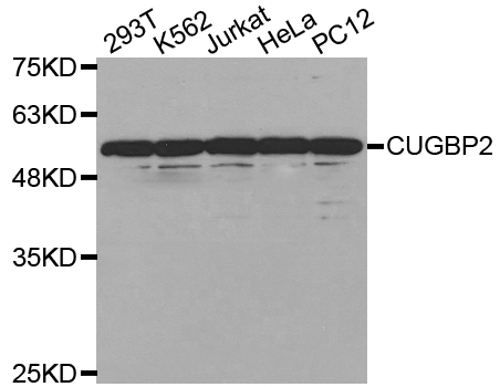 Western blot analysis of extracts of various cell lines, using CELF2 antibody.