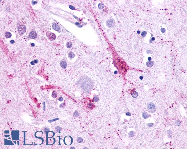 Anti-CELSR2 antibody IHC of human brain, cortex. Immunohistochemistry of formalin-fixed, paraffin-embedded tissue after heat-induced antigen retrieval.