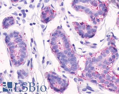 Anti-CELSR2 / EGFL2 antibody LS-A1942 IHC of human breast, lobular epithelium. Immunohistochemistry of formalin-fixed, paraffin-embedded tissue after heat-induced antigen retrieval.