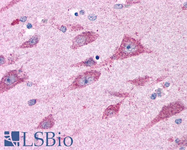 Anti-CELSR2 antibody IHC of human brain, amygdala. Immunohistochemistry of formalin-fixed, paraffin-embedded tissue after heat-induced antigen retrieval.