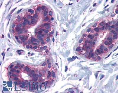 Anti-CELSR2 / EGFL2 antibody LS-A1940 IHC of human breast, lobular epithelium. Immunohistochemistry of formalin-fixed, paraffin-embedded tissue after heat-induced antigen retrieval.