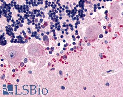 Anti-CELSR3 antibody LS-A2736 IHC of human brain, Purkinje cell layer. Immunohistochemistry of formalin-fixed, paraffin-embedded tissue after heat-induced antigen retrieval.