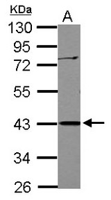 Sample (30 ug of whole cell lysate) A: Jurkat 10% SDS PAGE APOBEC3G antibody diluted at 1:1000