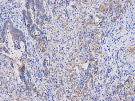 Immunohistochemistry of paraffin-embedded rat testis using APOBEC3G antibody at dilution of 1:100 (200x lens).