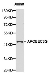 Western blot analysis of extracts of Jurkat cell line, using APOBEC3G antibody.