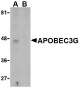 Western blot of APOBEC3G expression in Caco-2 cell lysate in the (A), absence and (B) presence of blocking peptide with APOBEC3G antibody at 5 ug/ml.