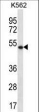 APOBEC3G Antibody western blot of K562 cell line lysates (35 ug/lane). The APOBEC3G antibody detected the APOBEC3G protein (arrow).