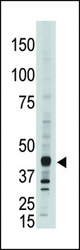 The anti-CEM15 antibody is used in Western blot to detect CEM15 in A375 cell lysate.