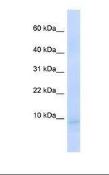 Fetal liver lysate. Antibody concentration: 1.0 ug/ml. Gel concentration: 10-20%.