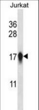 CENPA Antibody western blot of Jurkat cell line lysates (35 ug/lane). The CENPA antibody detected the CENPA protein (arrow).