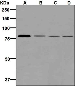 Western blot analysis on (A) HeLa, (B) Caco-2, (C) A431, and (D) BxPC-3 cell lysates using anti-CENPB antibody.