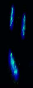 Detection of Human CENP-B by Immunocytochemistry. Samples: NBF-fixed asynchronous HeLa cells. Antibody: Affinity purified rabbit anti-CENP-B used at a dilution of 1:250. Detection: Anti-rabbit IgG-FITC conjugated used at a dilution of 1:100.