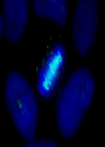 Detection of Human CENP-B by Immunocytochemistry. Samples: NBF-fixed asynchronous HeLa cells. Antibody: Affinity purified rabbit anti-CENP-B used at a dilution of 1:250. Detection: Anti-rabbit IgG-FITC conjugated used at a dilution of 1:100.