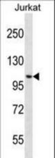 CENPC1 Antibody western blot of Jurkat cell line lysates (35 ug/lane). The CENPC1 antibody detected the CENPC1 protein (arrow).