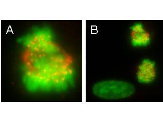 Anti-CENPE Antibody - Immunofluorescence Microscopy. monoclonal anti-CENPE antibody was used to detect CENPE protein, visible as discrete nuclear dots on prometaphase and metaphase cells that relocate to the spindle midzone at anaphase (panel A). Interphase cells show no discrete staining (bottom left, panel B). HeLa cells were fixed in paraformaldehyde and stained using this primary antibody. Alexa Fluor 555 TM conjugated anti-Mouse antibody (red) was used for detection. DNA was stained using bis-benzimide (DAPI) (green). Personal Communication, Tim Yen, Fox Chase Cancer Center, Philadelphia, PA.