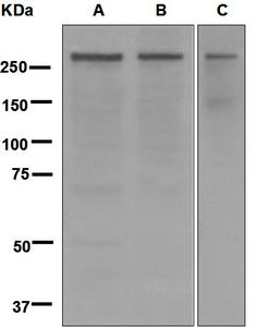 Western blot analysis on (A) HepG2, (B) HeLa, and (C) Jurkat cell lysates using anti-CENPE antibody.