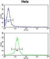 CENPH Antibody flow cytometry of HeLa cells (bottom histogram) compared to a negative control cell (top histogram). FITC-conjugated goat-anti-rabbit secondary antibodies were used for the analysis.
