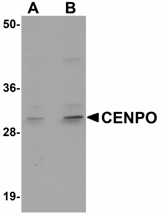 Western blot of CENPO in mouse kidney tissue lysate with CENPO antibody at (A) 1 and (B) 2 ug/ml.