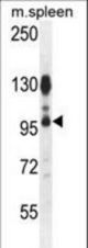 ACAP1 Antibody western blot of mouse spleen tissue lysates (35 ug/lane). The ACAP1 antibody detected the ACAP1 protein (arrow).