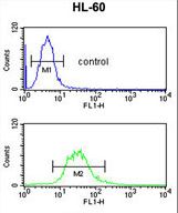C14orf145 Antibody flow cytometry of HL-60 cells (bottom histogram) compared to a negative control cell (top histogram). FITC-conjugated goat-anti-rabbit secondary antibodies were used for the analysis.