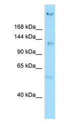 CEP135 antibody Western Blot of A549.