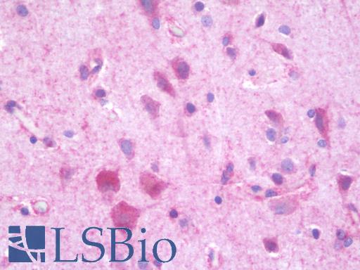 Anti-CEP135 antibody IHC staining of human brain, cortex. Immunohistochemistry of formalin-fixed, paraffin-embedded tissue after heat-induced antigen retrieval. Antibody LS-B9715 concentration 10 ug/ml.