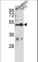 Western blot of CEP55 Antibody in MDA-MB231, T47D cell line lysates (35 ug/lane). CEP55 (arrow) was detected using the purified antibody.
