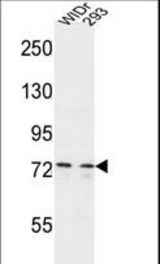CEP63 Antibody western blot of WiDr,293 cell line lysates (35 ug/lane). The CEP63 antibody detected the CEP63 protein (arrow).