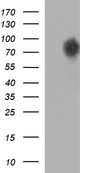 HEK293T cells were transfected with the pCMV6-ENTRY control (Left lane) or pCMV6-ENTRY CEP68 (Right lane) cDNA for 48 hrs and lysed. Equivalent amounts of cell lysates (5 ug per lane) were separated by SDS-PAGE and immunoblotted with anti-CEP68.
