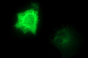 Anti-CEP68 mouse monoclonal antibody immunofluorescent staining of COS7 cells transiently transfected by pCMV6-ENTRY CEP68.
