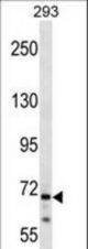 CEP72 Antibody western blot of 293 cell line lysates (35 ug/lane). The CEP72 antibody detected the CEP72 protein (arrow).