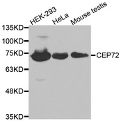 Western blot analysis of extracts of various cell lines, using CEP72 antibody.