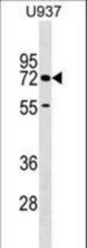 CERCAM Antibody western blot of U937 cell line lysates (35 ug/lane). The CERCAM antibody detected the CERCAM protein (arrow).