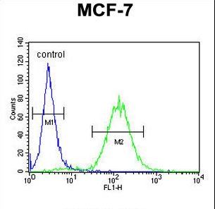 CES2 Antibody flow cytometry of MCF-7 cells (right histogram) compared to a negative control cell (left histogram). FITC-conjugated goat-anti-rabbit secondary antibodies were used for the analysis.
