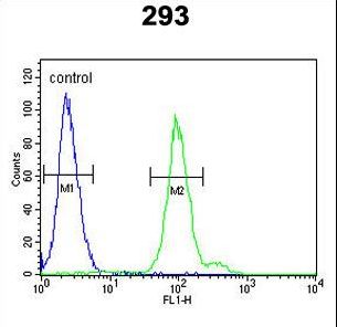CFB Antibody flow cytometry of 293 cells (right histogram) compared to a negative control cell (left histogram). FITC-conjugated goat-anti-rabbit secondary antibodies were used for the analysis.