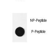 Dot blot of anti-Phospho-Cofilin (Ser3) antibody Phospho-specific antibody on nitrocellulose membrane. 50ng of Phospho-peptide or Non Phospho-peptide per dot were adsorbed. Antibody working concentrations are 0.6ug per ml.