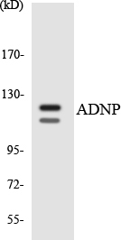 Western blot of the lysates from K562 cells using ADNP antibody.