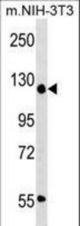ADNP Antibody western blot of mouse NIH-3T3 cell line lysates (35 ug/lane). The ADNP Antibody detected the ADNP protein (arrow).
