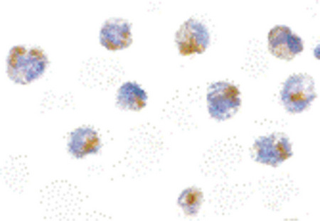Immunocytochemistry of FLIP in 3T3 cells with FLIP antibody at 5 ug/ml.