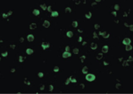 Immunofluorescence of FLIP in Jurkat cells with FLIP antibody at 10 ug/ml.