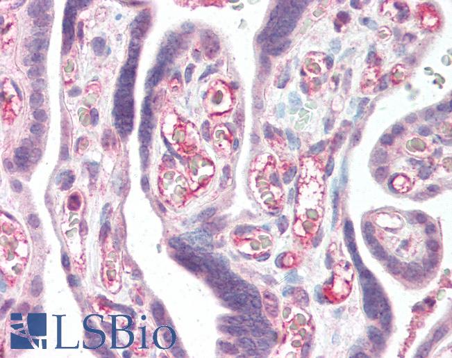 Anti-CFLAR / FLIP antibody IHC of human placenta. Immunohistochemistry of formalin-fixed, paraffin-embedded tissue after heat-induced antigen retrieval. Antibody LS-B3187 concentration 5 ug/ml.
