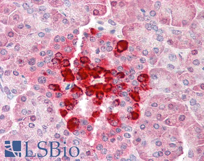 Anti-CFLAR / FLIP antibody IHC of human pancreas. Immunohistochemistry of formalin-fixed, paraffin-embedded tissue after heat-induced antigen retrieval. Antibody LS-B3187 concentration 5 ug/ml.